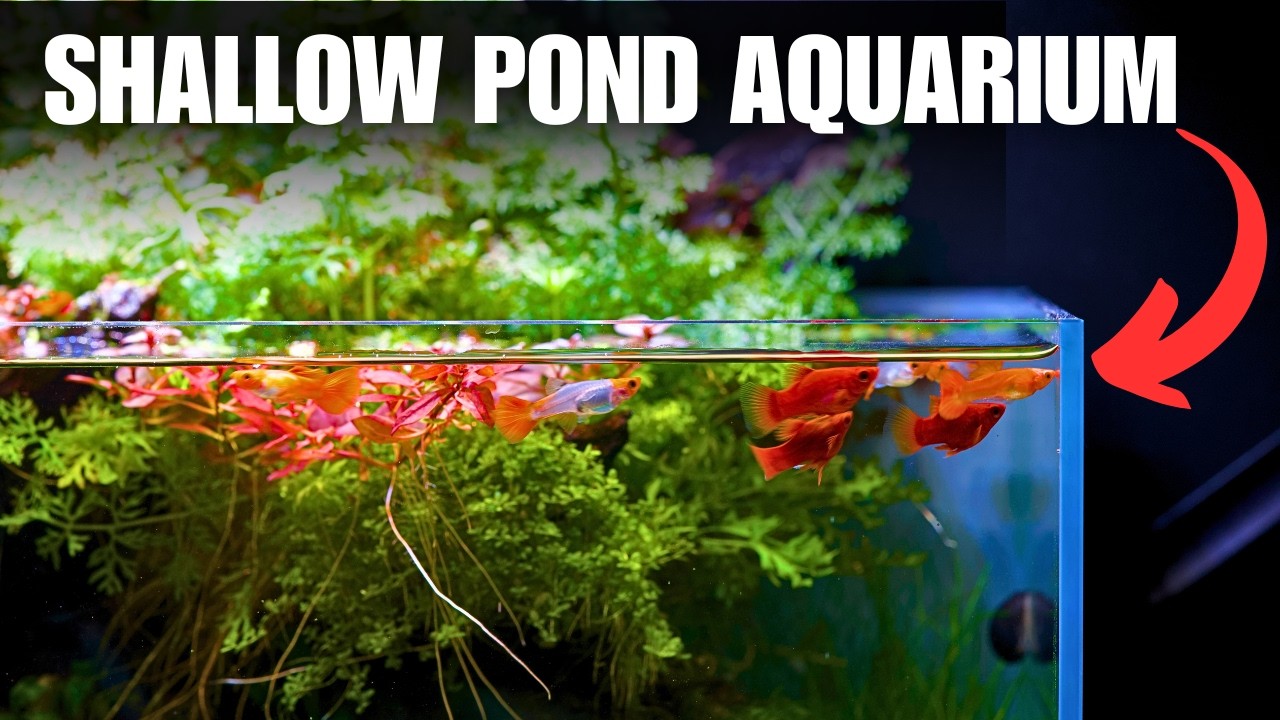 I Made An INDOOR POND AQUARIUM For Beautiful Guppies! Step By Step Tutorial