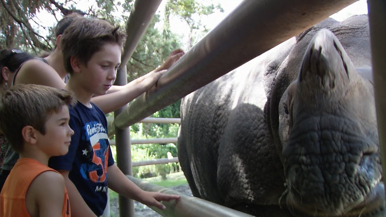 ONE Central Florida Short: Rhino Encounter