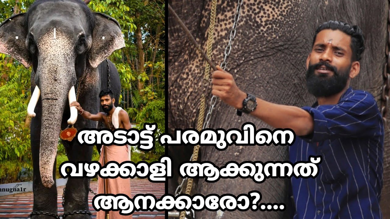 അടാട്ട് പരമുവിനെ വഴക്കാളി ആക്കുന്നത് ആനക്കാരോ...? @gajayugaelephantlover993