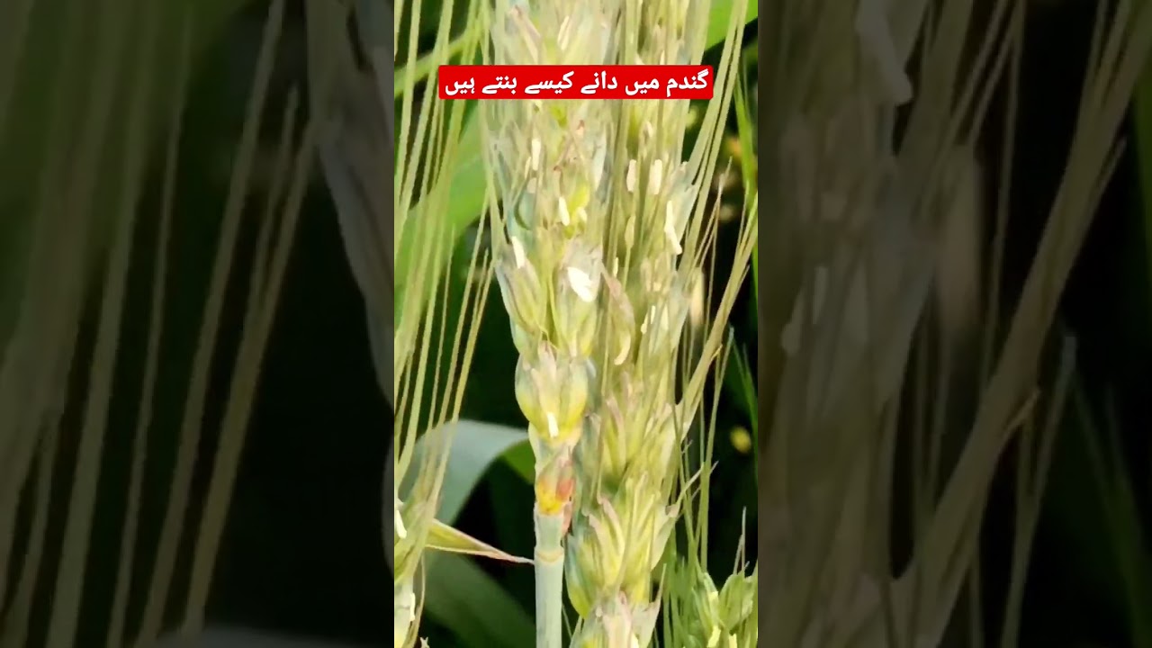 Pollination stage care in wheat field