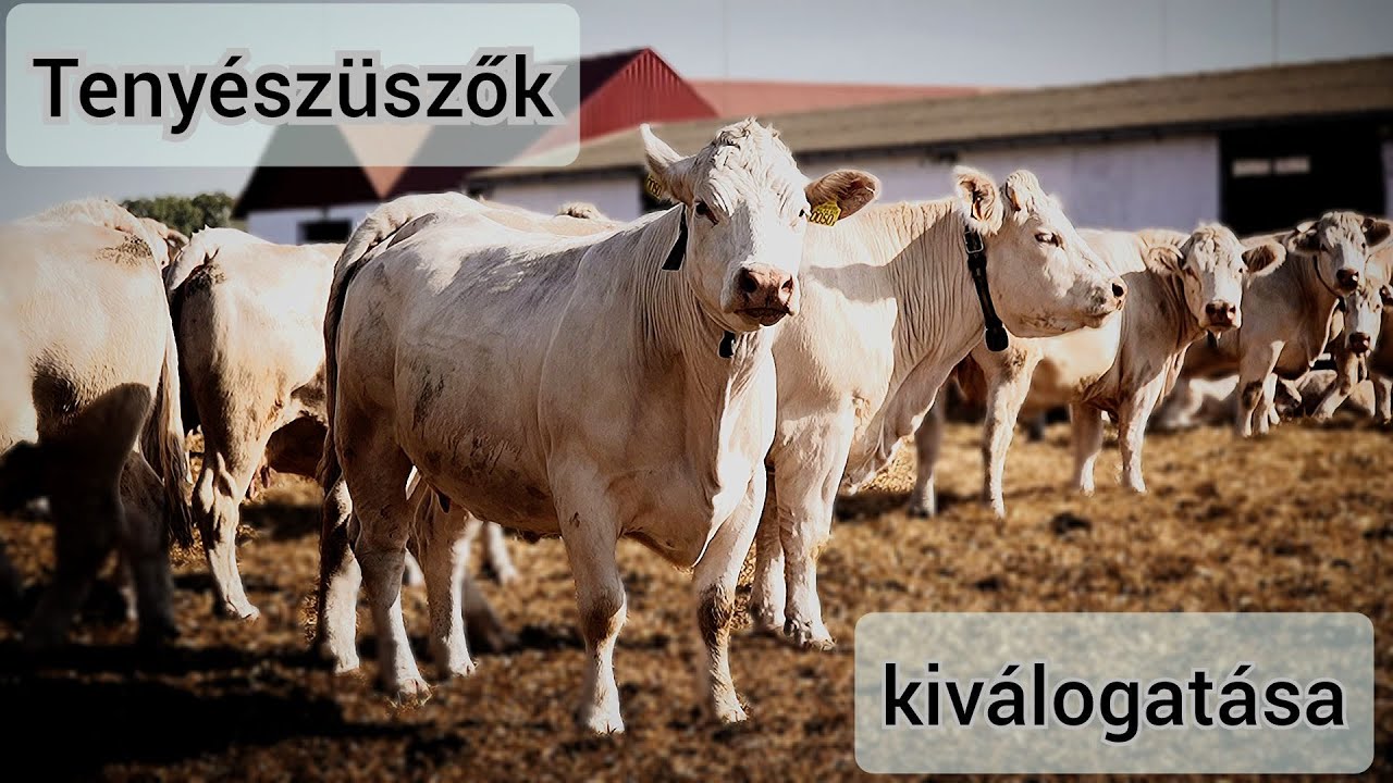 Charolais üszők szelekciója - Tenyészüszőink kiválasztásával a jövőnket választjuk ki!