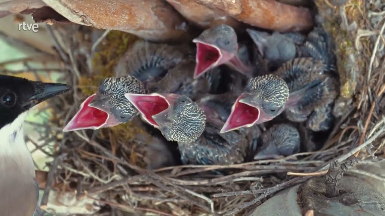 Fauna ib&eacute;rica: Familias | rtve Serie Documental de Alberto Redondo