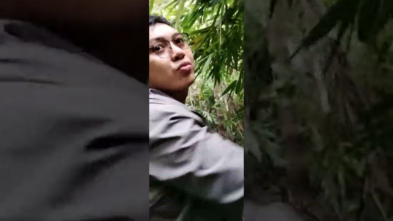 Philippine Tarsier || Mawumag in Cebuano&nbsp;