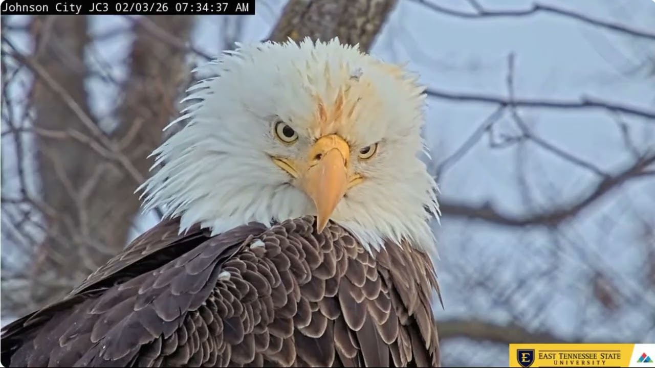 Jolene and Boone, the morning of February 3rd ETSU Eagle Cameras Johnson City Cam 1 / Cam 3