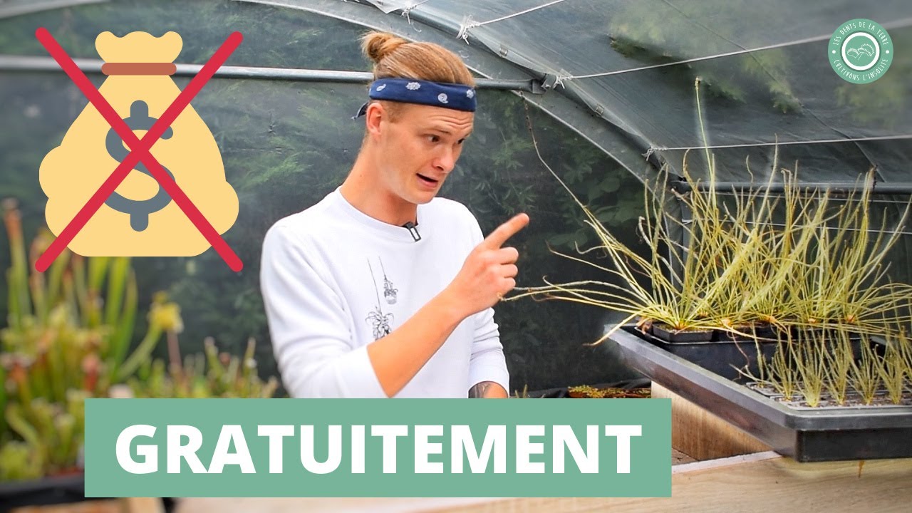 Comment avoir des Plantes Carnivores pas Chères ? #2