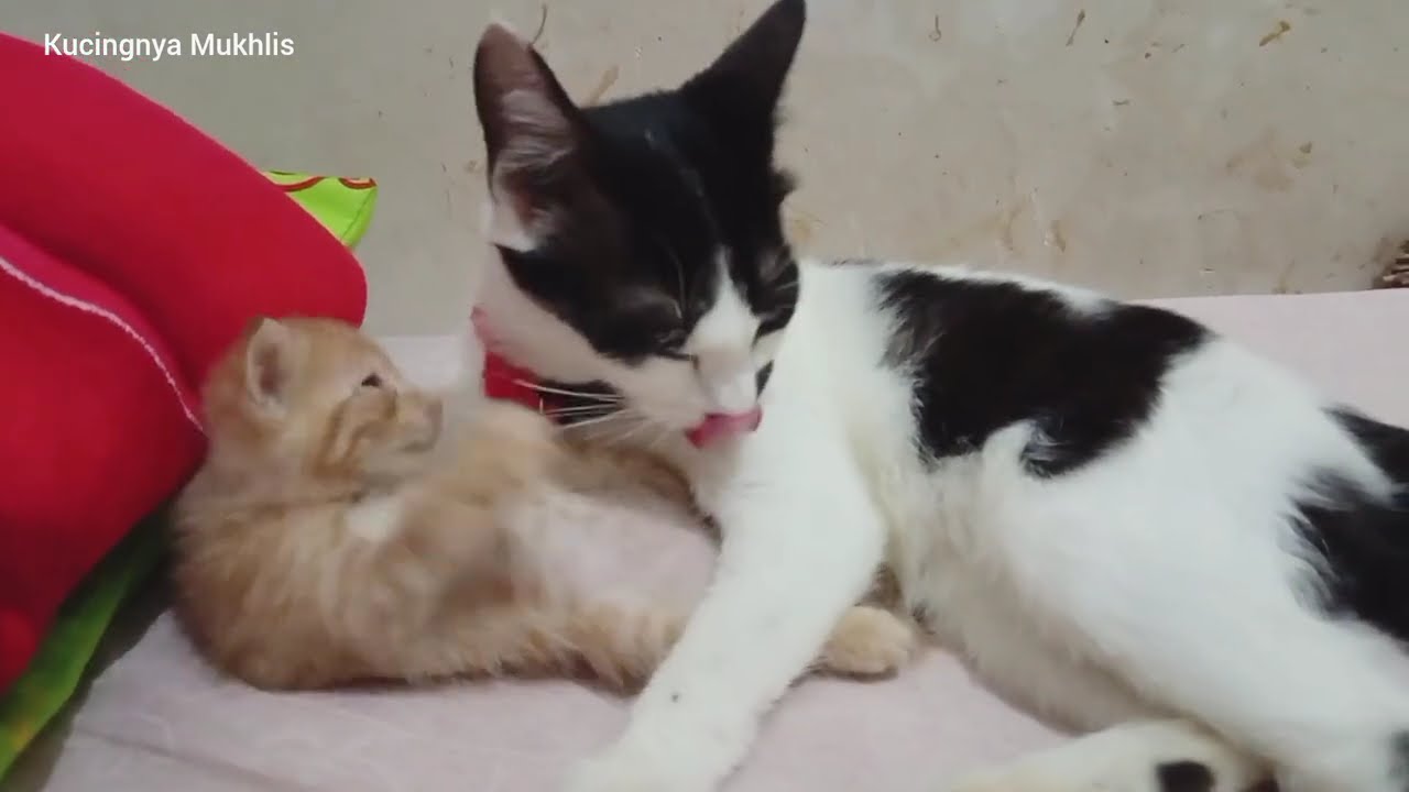 Anak Kucing Suka Naik Ke Kasur Untuk Bermain