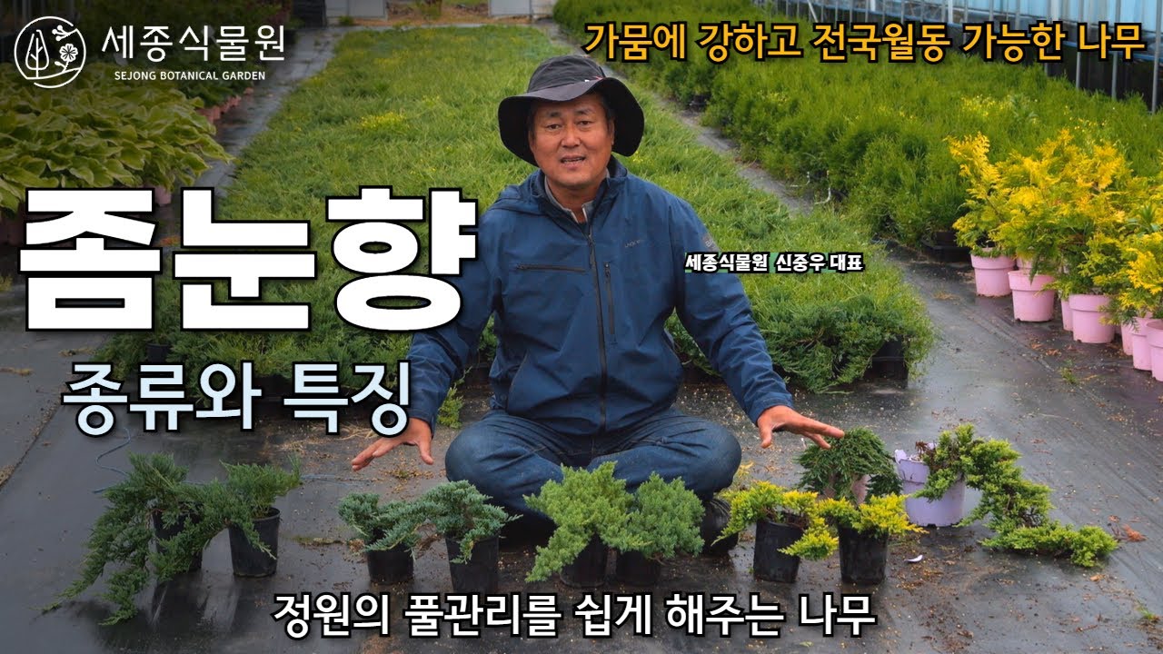 좀눈향 종류와 키우는방법 건조한 토양에서 전국월동 가능한 정원수 #정원 #정원수 #좀눈향 #식물 #정원가꾸기 #가드닝 #묘목