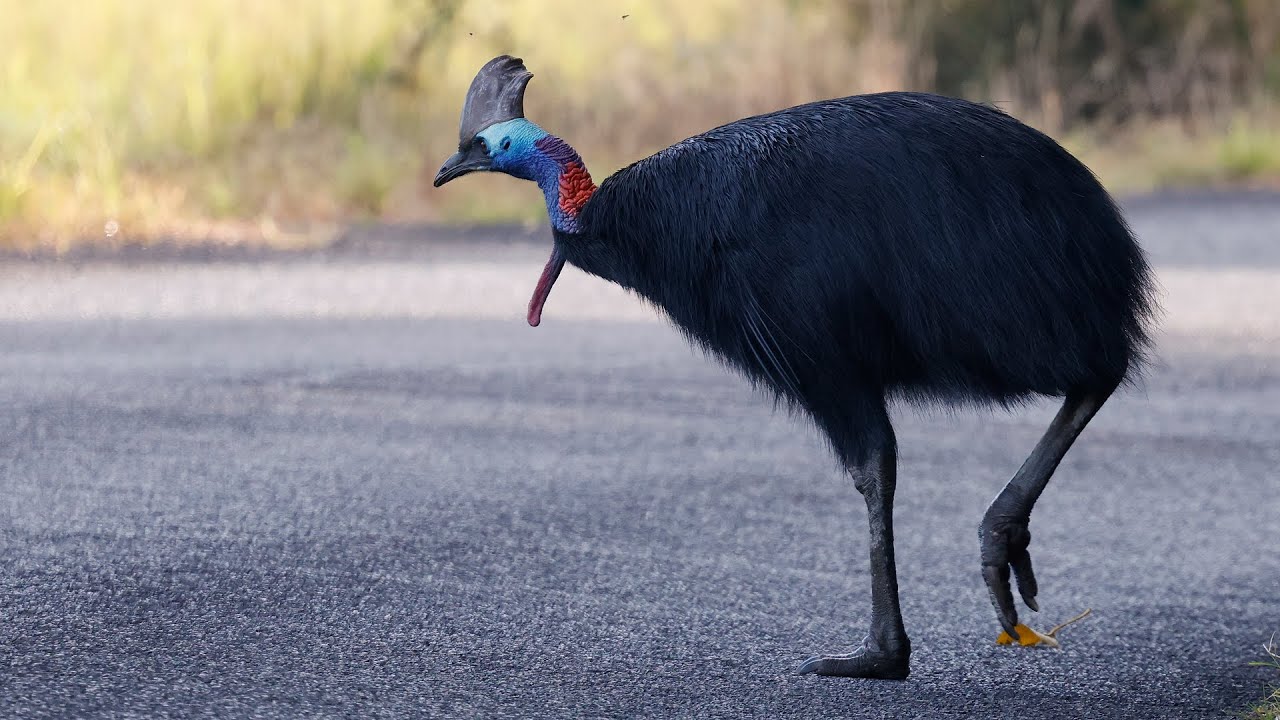 Australia Part 24: Cassowary encounter on Etty Bay Rd! Night critters at Chambers Wildlife R.L Oct 2