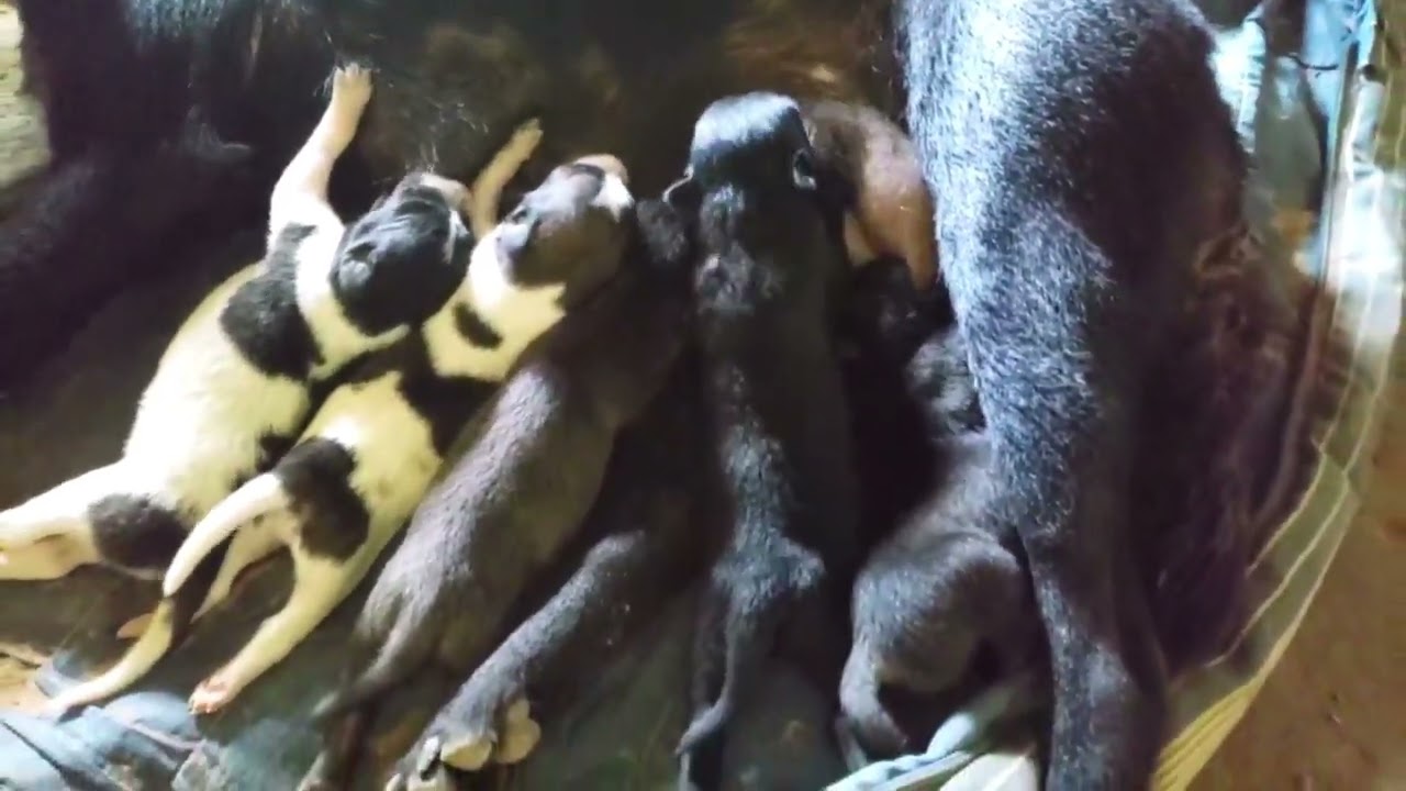 Feeding poor mother dog just giving birth to 5 puppies | Rescue Dogs 41
