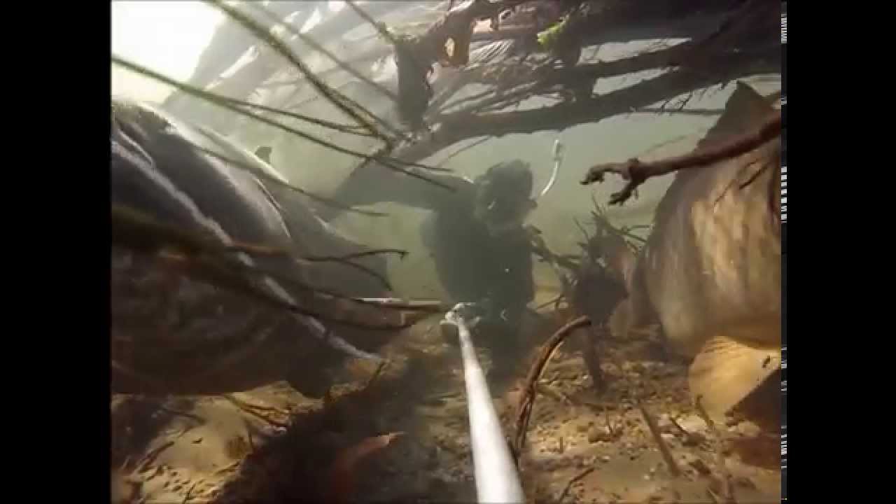 plongée de ouf dans la loire avec les silures,les carpes,les sandres.