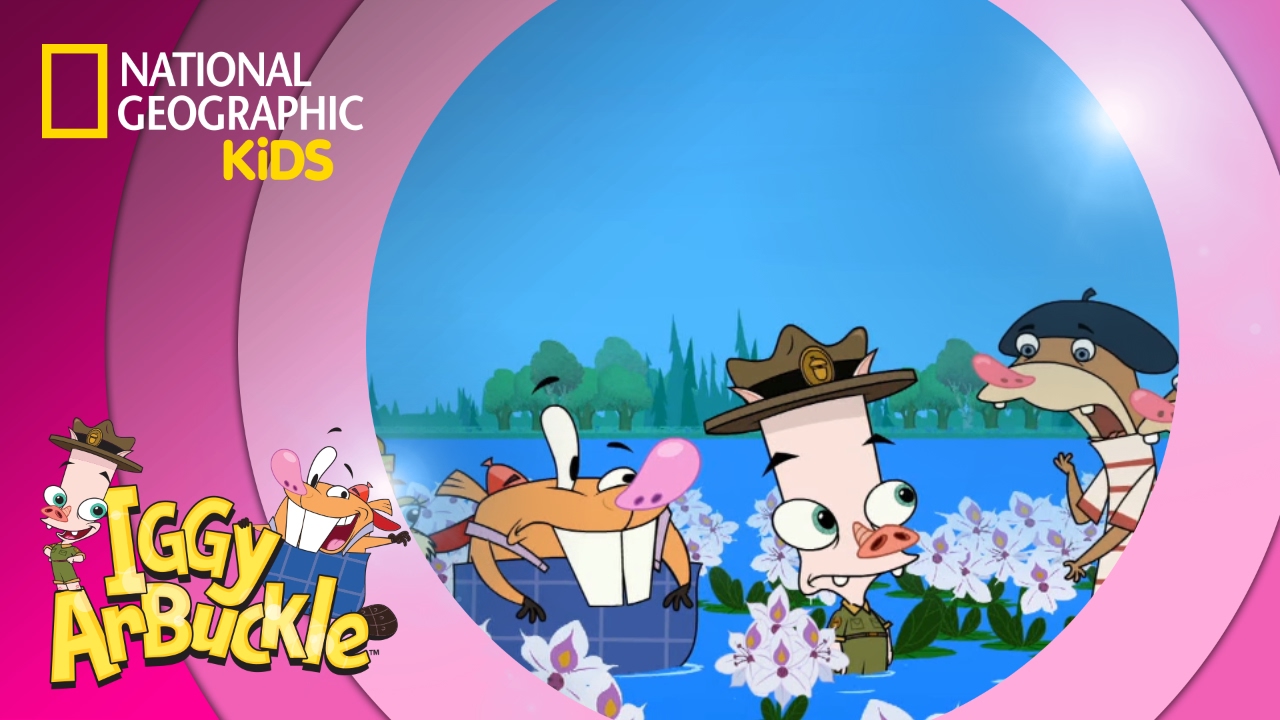 Resident Weevil | Iggy Arbuckle