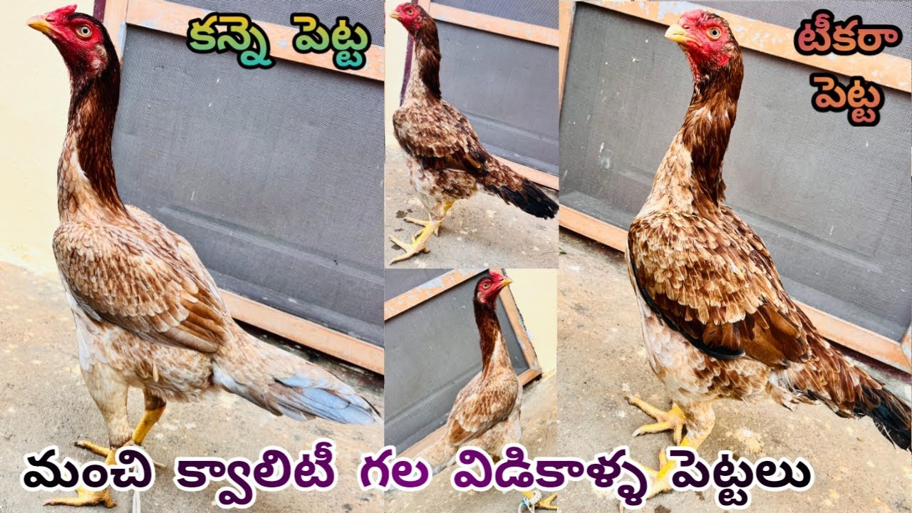 Good Quality Teekara Petta||Yakudh Dhumar Petta||8499009108||Vidikalla Kollu|| #aseel....!