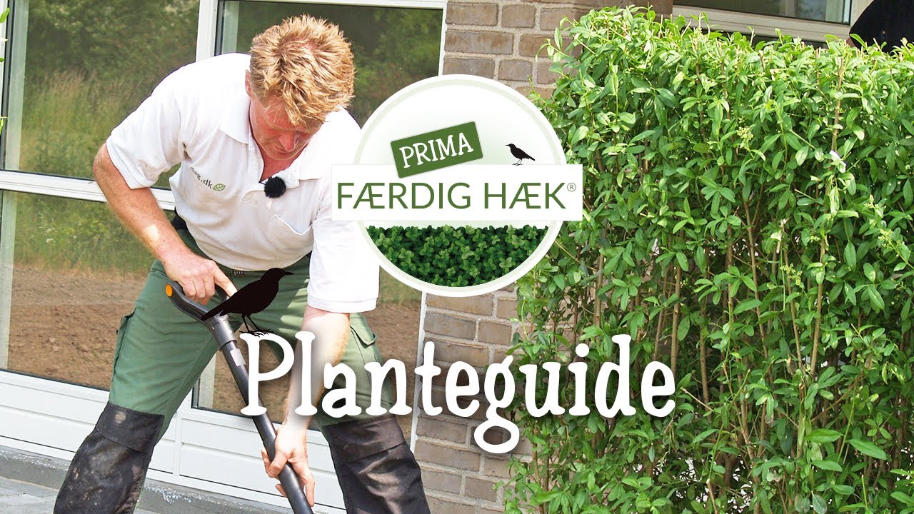 PRIMA FÆRDIG HÆK® // Planteguide