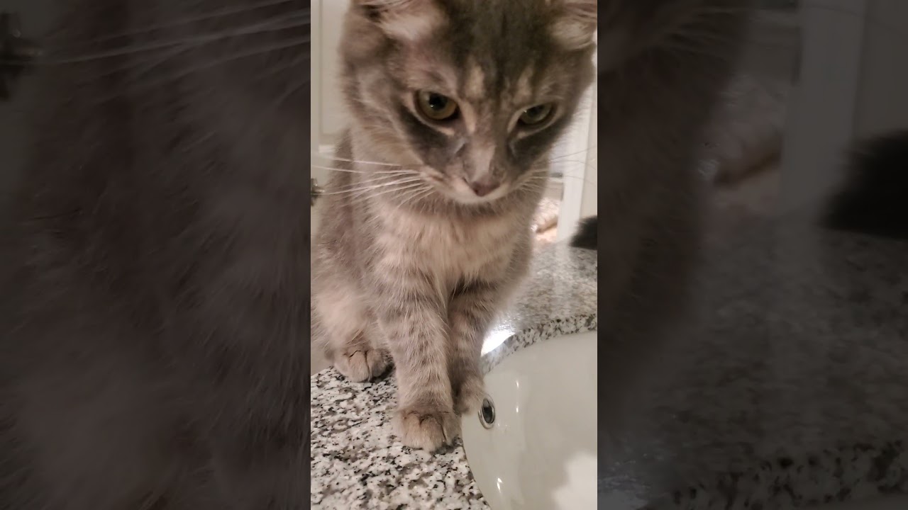 who says cats hate water???😹