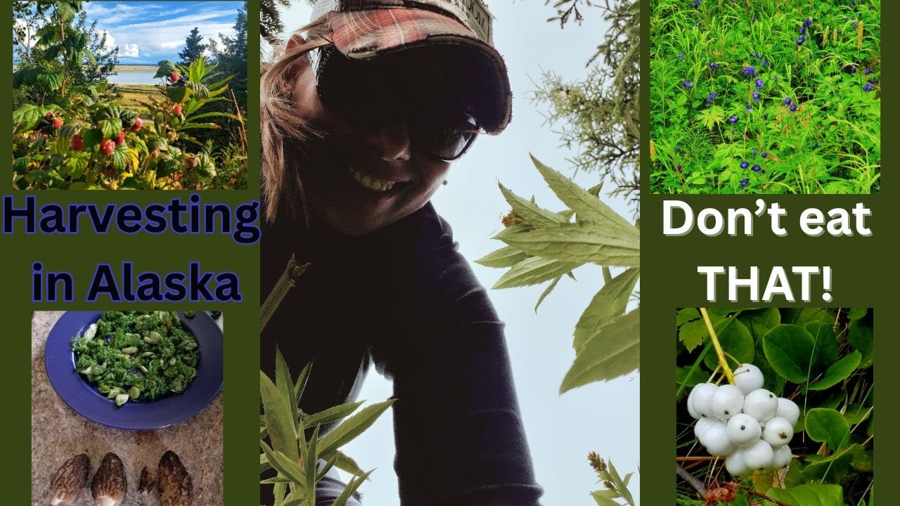 Wild Edible Plants of Alaska &ndash; A Year in the Boreal, Don't Eat That