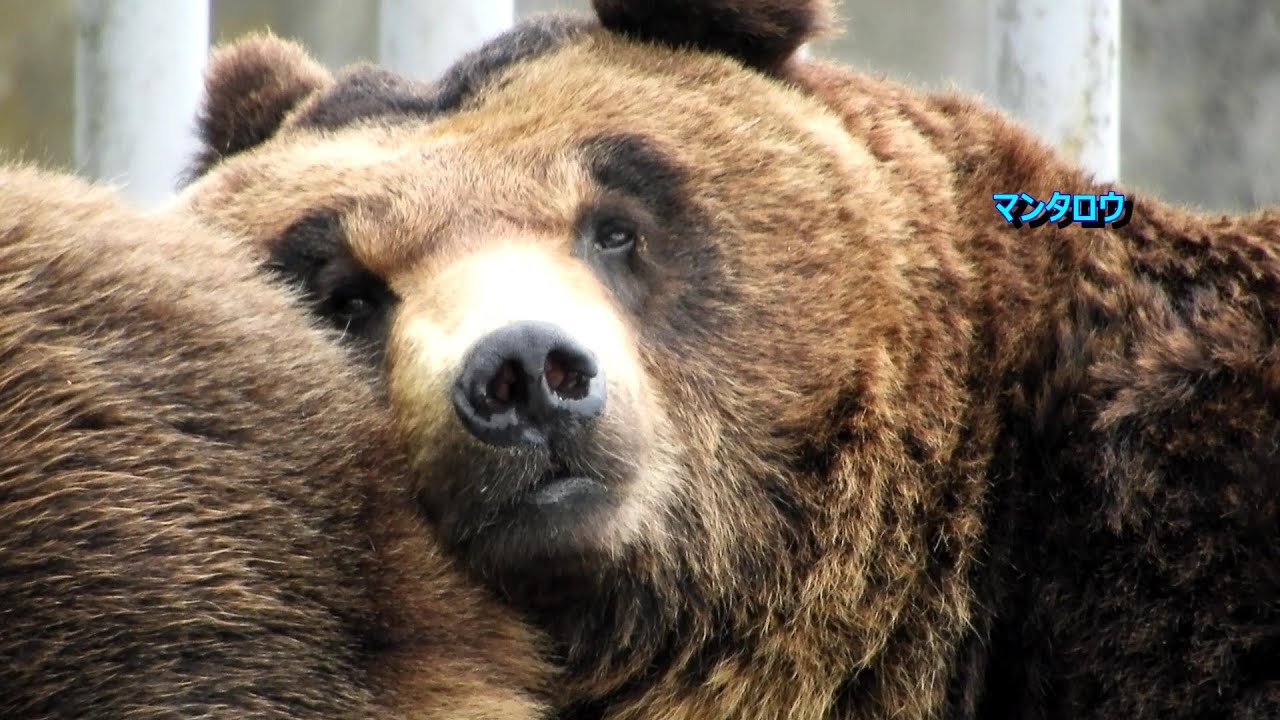【のぼりべつクマ牧場】　ヒグマをみたい ②（のーんびりの巻）