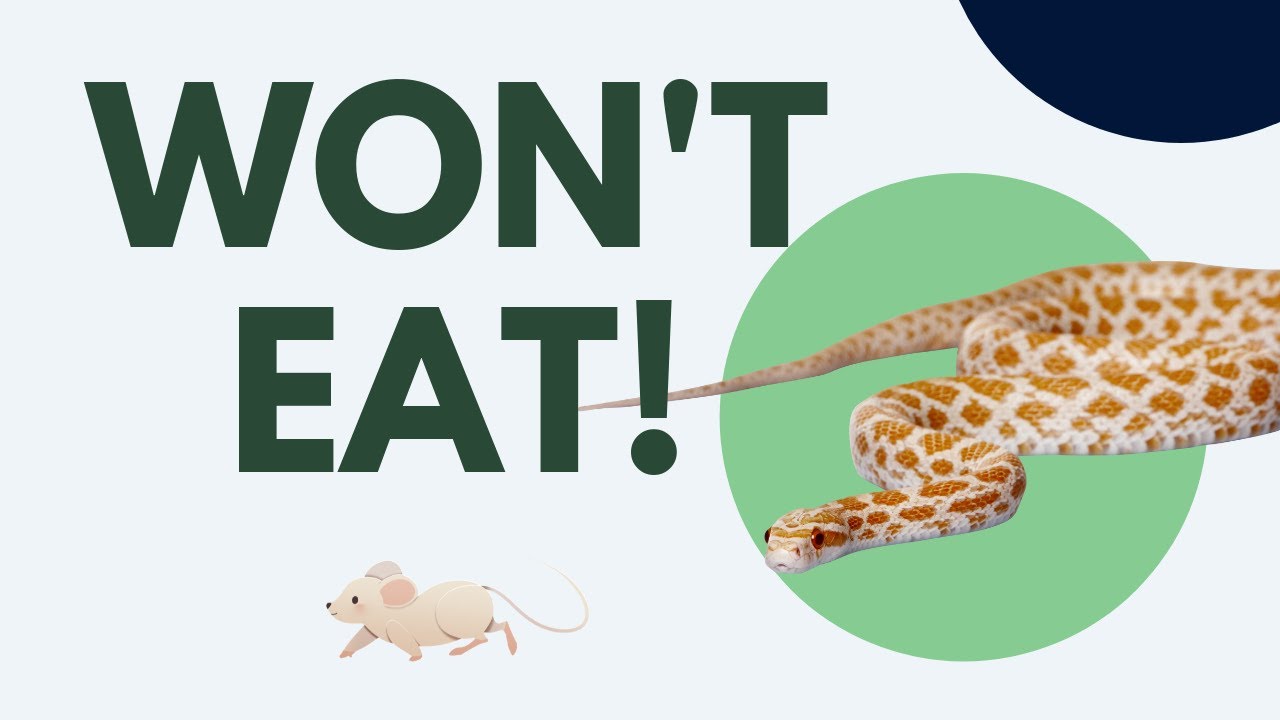 Corn Snake Not Eating? Here's why!