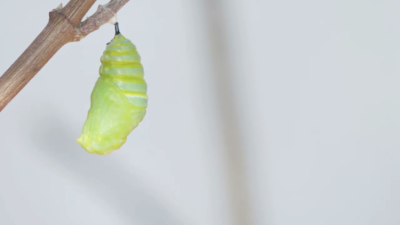 Transformación de la mariposa monarca