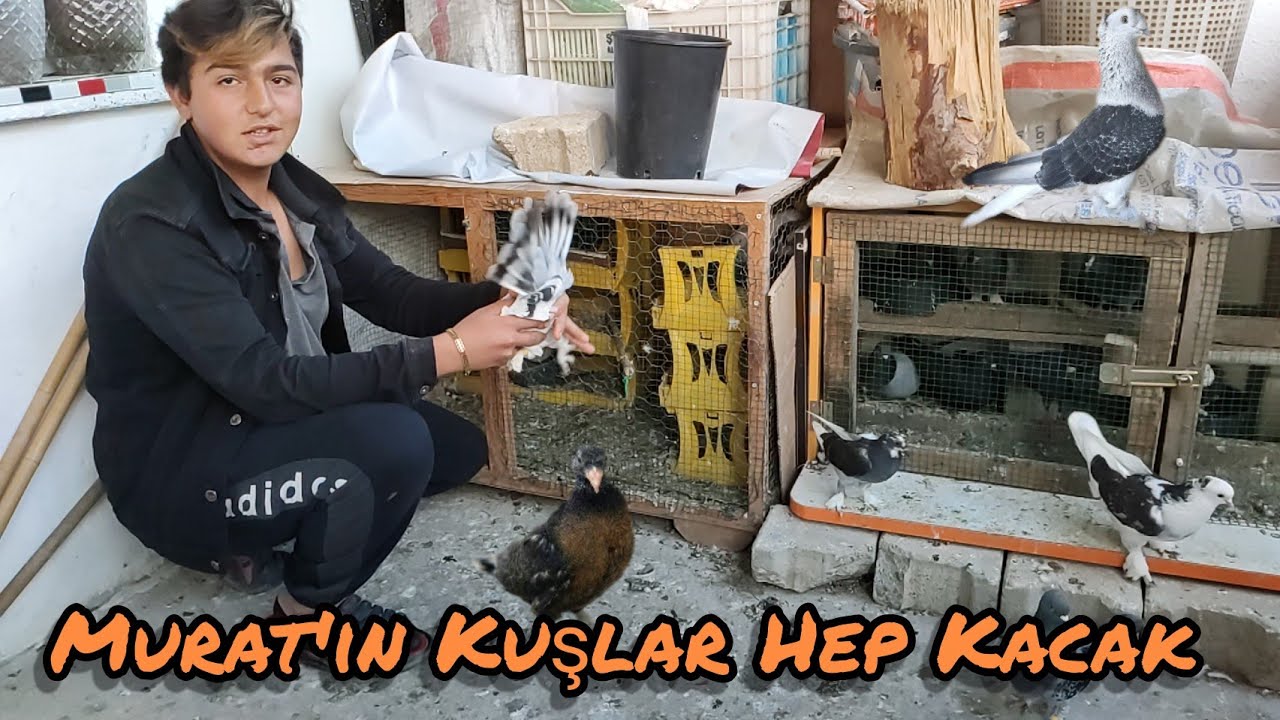 O kadar Çok Kaçak Güvercin Yakalamis ki Kümes Kurmuş