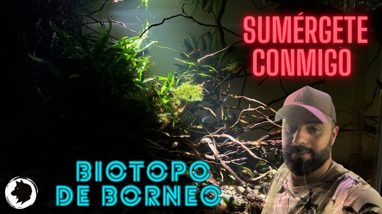 Evolución del biotopo de Borneo