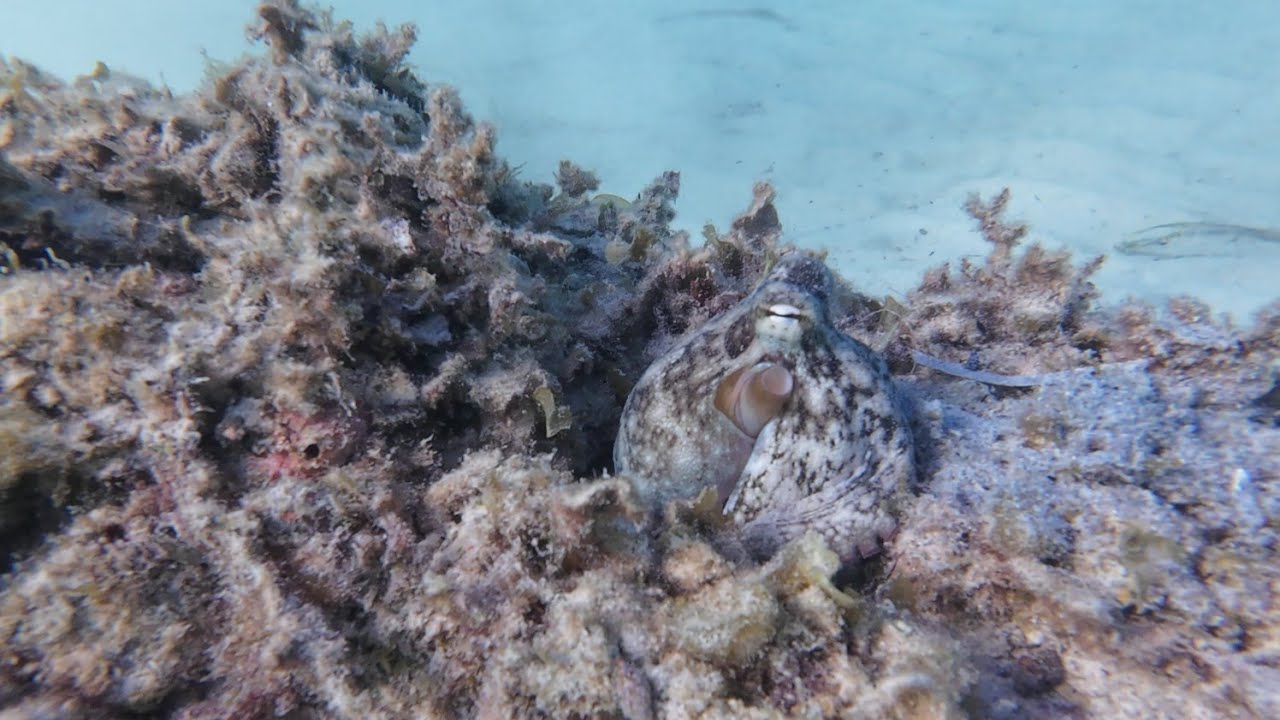 4k | Omeo Wreck favorite Marine Encounters 🦀🐙🦋 | Ocean Relaxation 