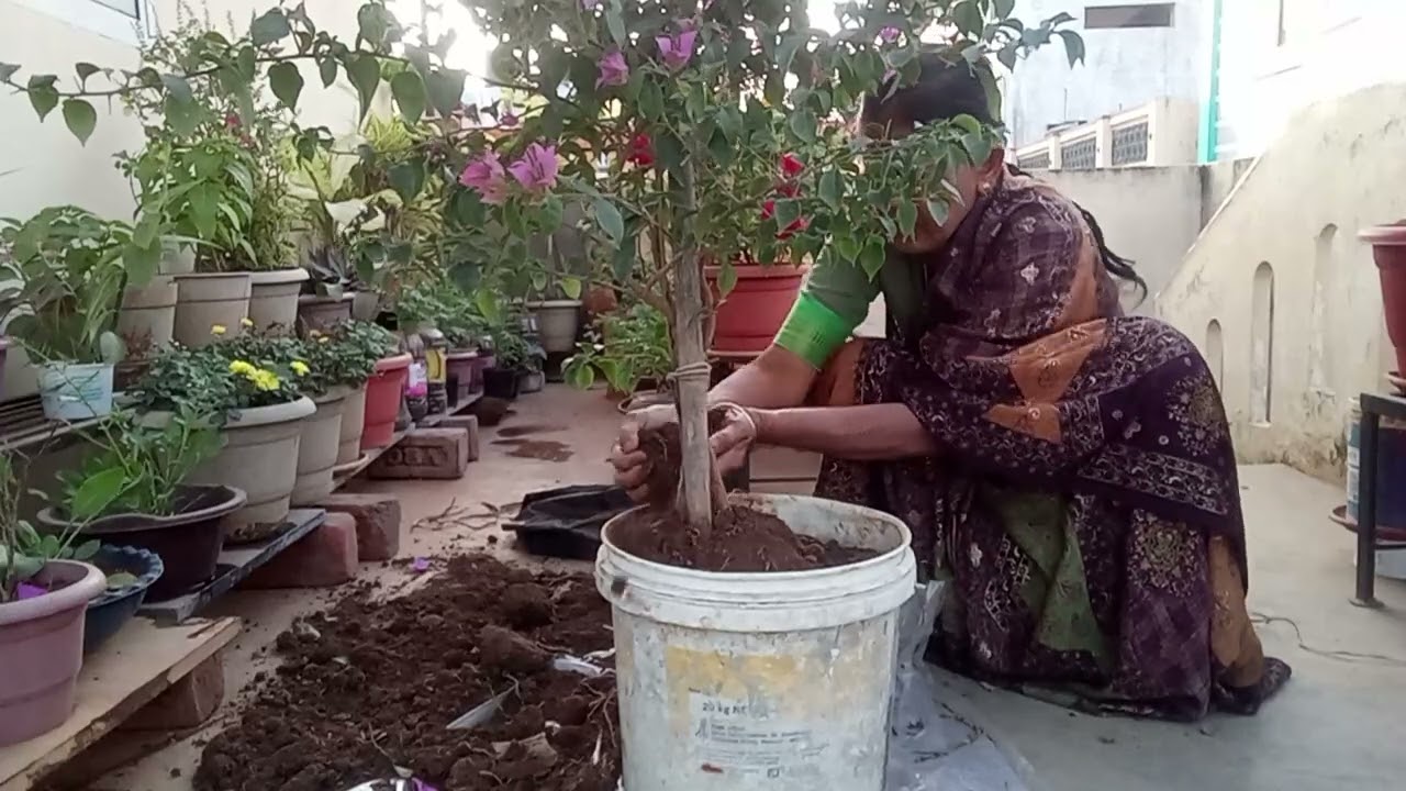 కాగితం పూలు చెట్టు #planting paper flowers plant#flowers #plant#terracegarden#gardening@MVimala2025