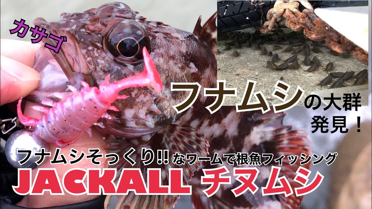 フナムシにそっくりなワーム、JACKALL「ちびチヌムシ」で根魚フィッシング！フナムシの大群にも遭遇。