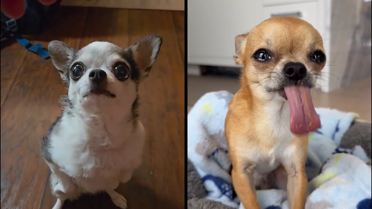 Funniest Puppies and Small Dogs You’ll Ever See | He loves sticking out his tongue