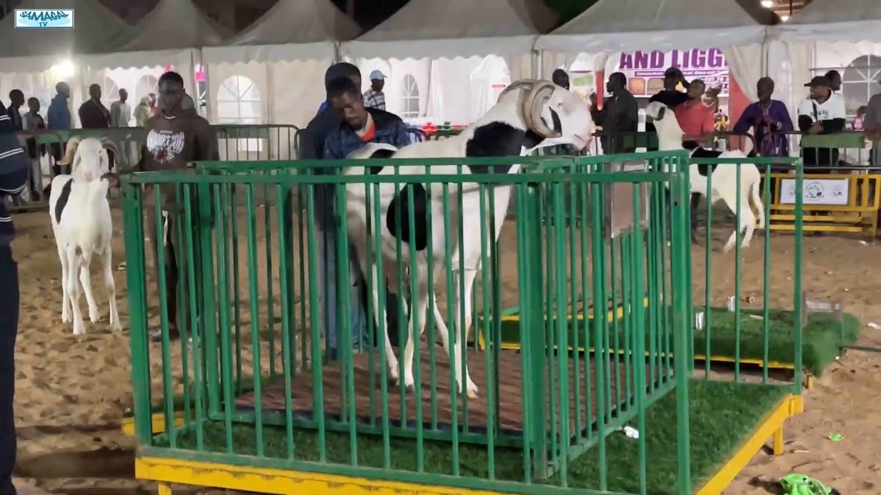 FOIRE RAMADN SICAP MBAO PASSAGE CONCOUR MALES ADFULTES