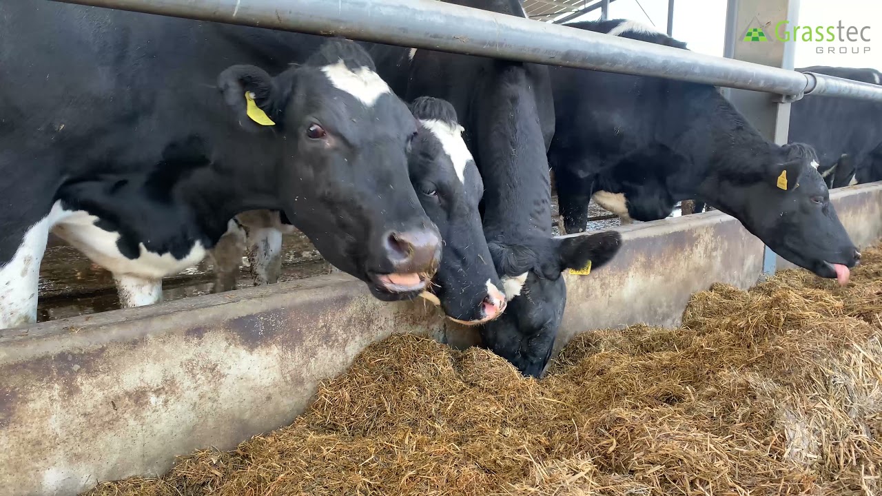 Looking to Improve Your Dairy Herd's Genetics?