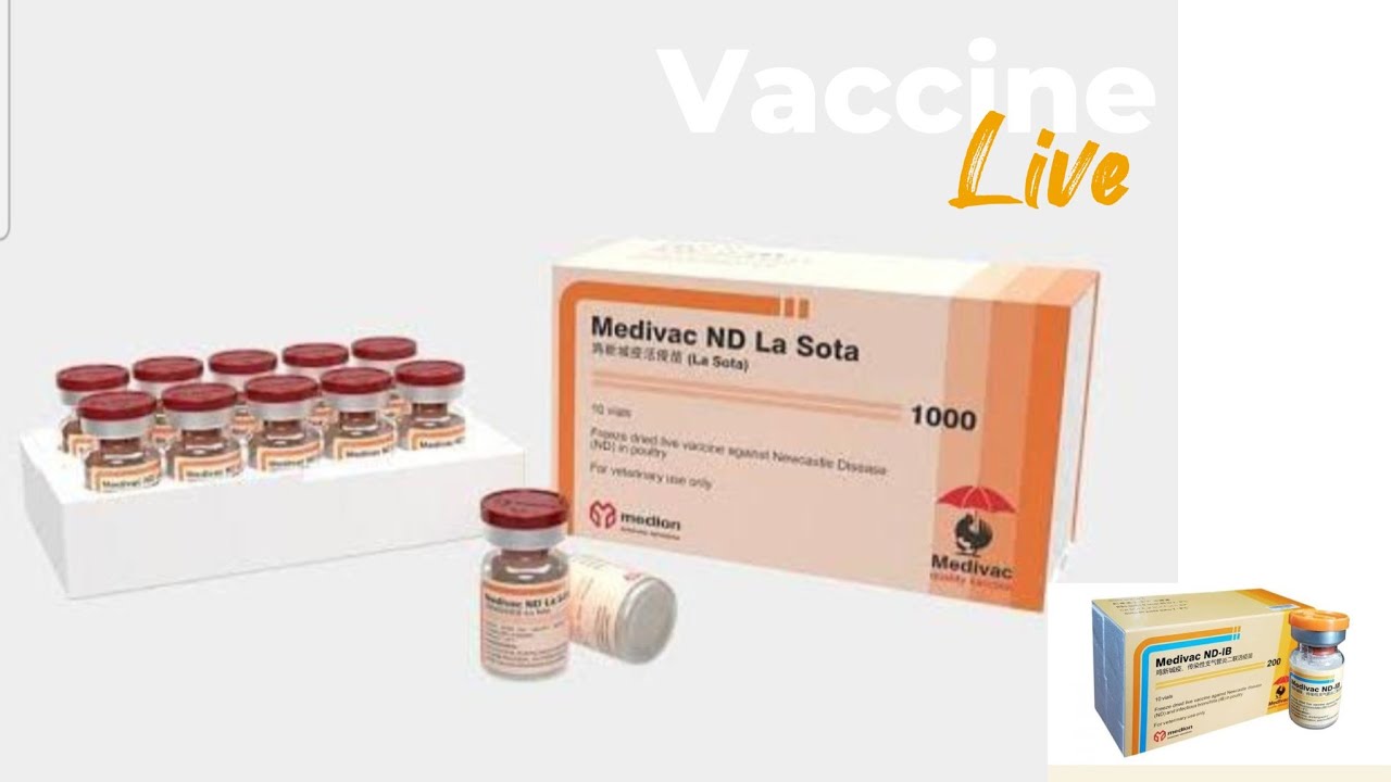 VACCINE #vaccination | NB+IB | #pigeon #birdshort #vaccine #petshub