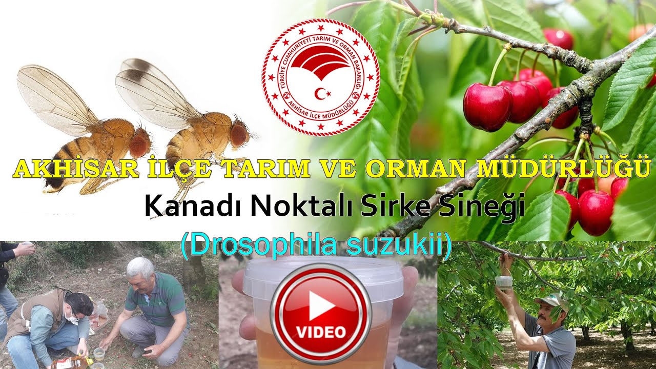 Sirke Sineği (Drosophila suzukii) Mücadelesi