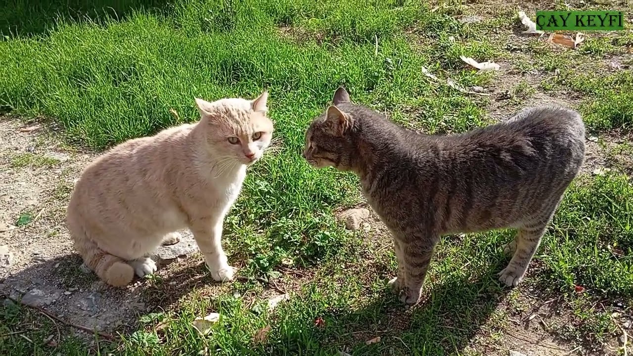 PSİKOPAT KEDİLER MEYDAN OKUMA SEANSINDA 😍
