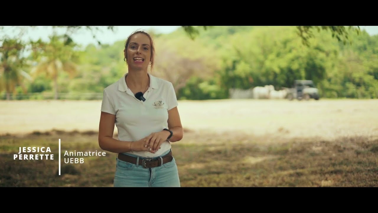 La race Brahman, à l'honneur du prochain Salon International de l'Agriculture à Paris