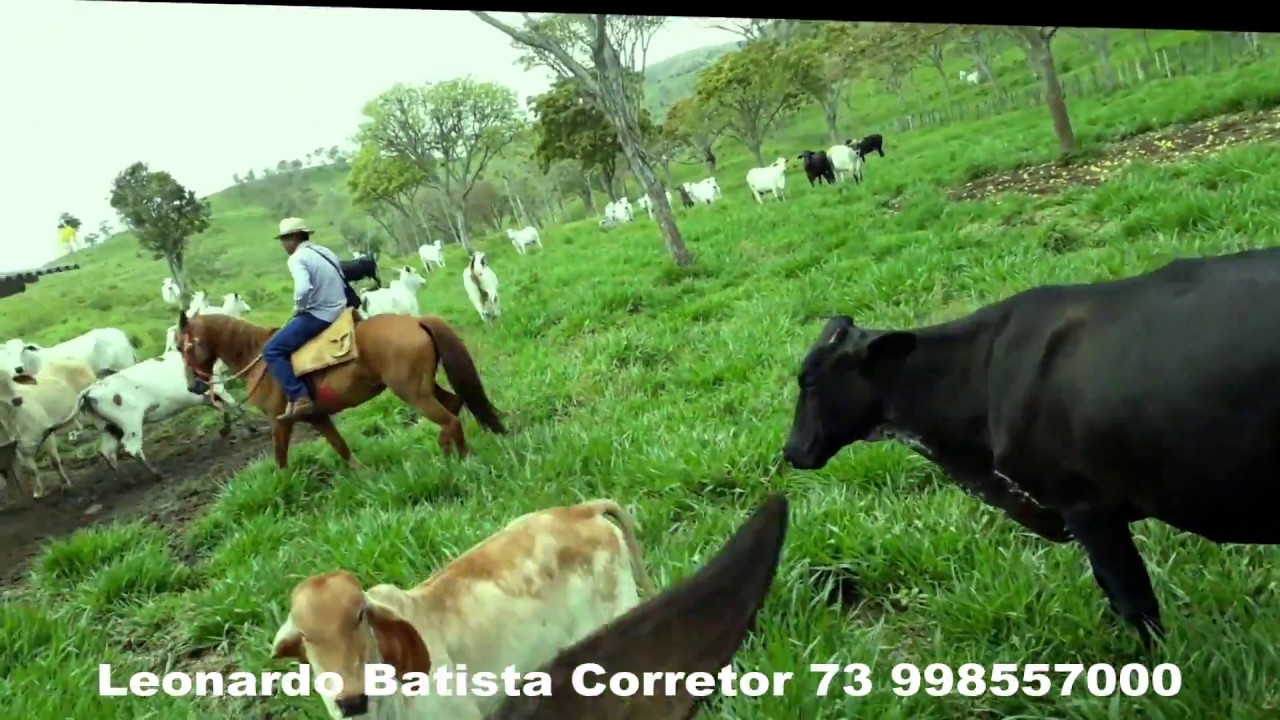 Fazenda Rochedo. A porteira do boi gordo.