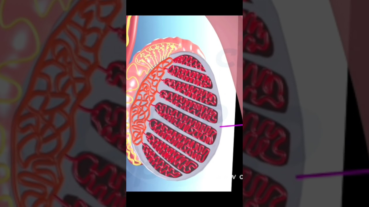 Анатомия мужских репродуктивных органов (3D-анимация)