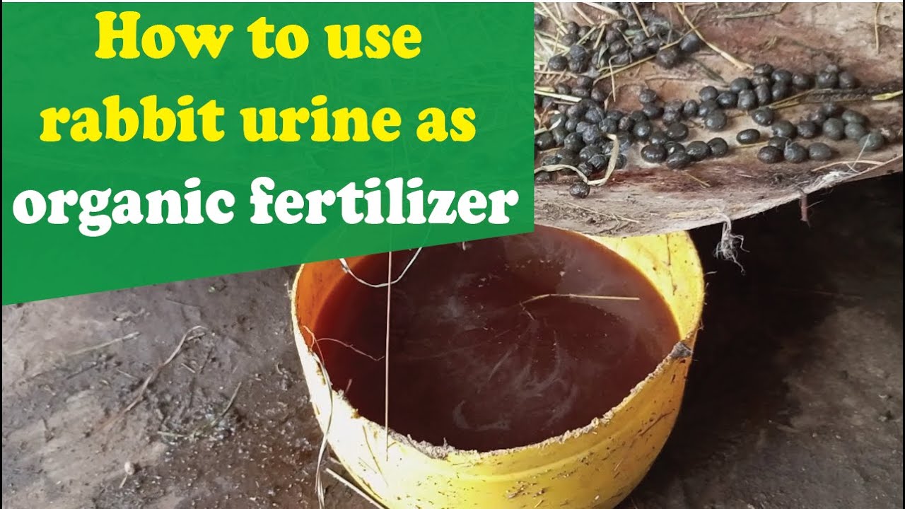 How to use rabbit urine as organic fertilizer