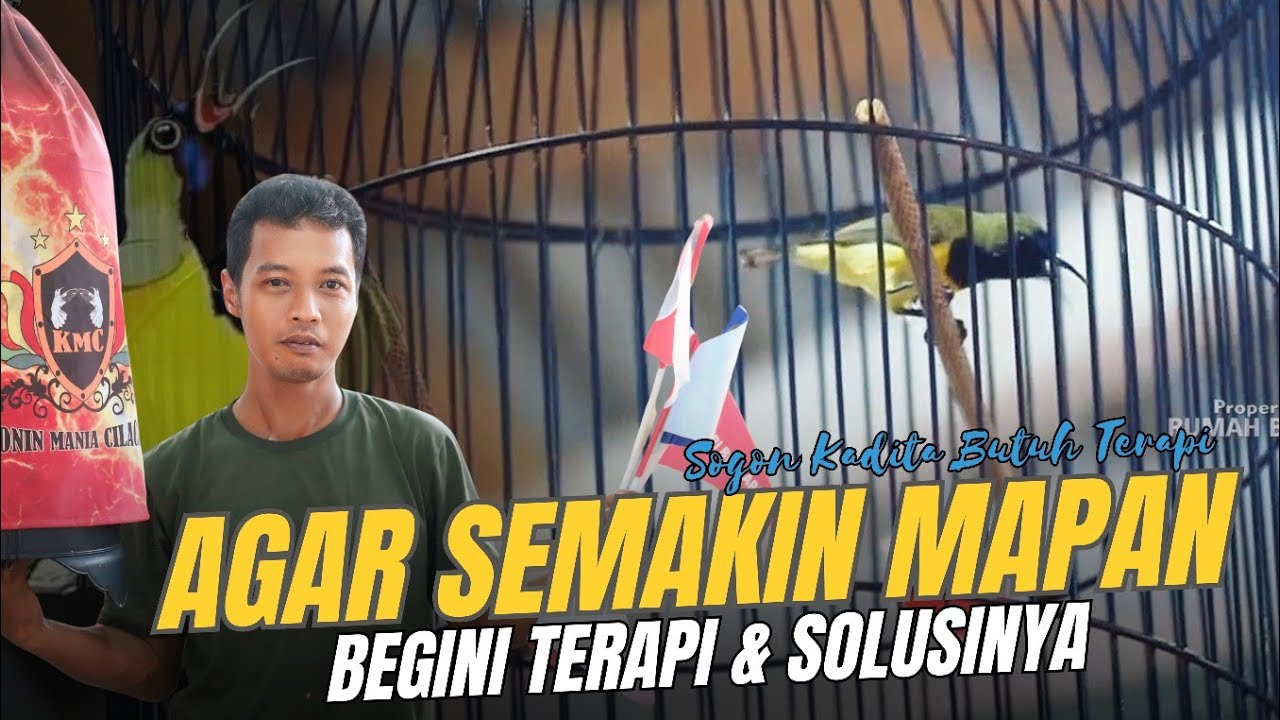 AGAR SOGON SEMAKIN MAPAN DI GANTANGAN || Begini Terapi Sogon Kadita 