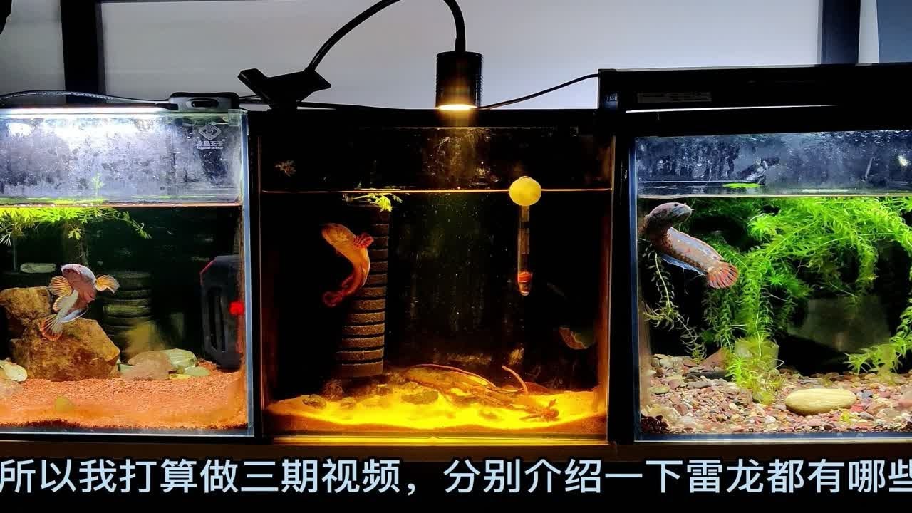雷龙科普 第一集 常见的小型雷龙品种详细介绍！