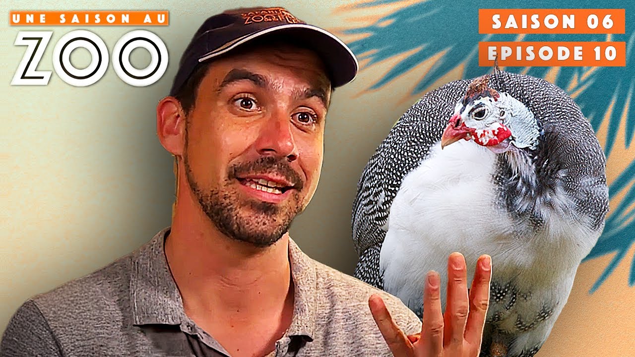 Grosse opération: 5 Soigneurs pour Attraper 4 Pintades ! | S06EP10 | Intégrale | Une saison au zoo