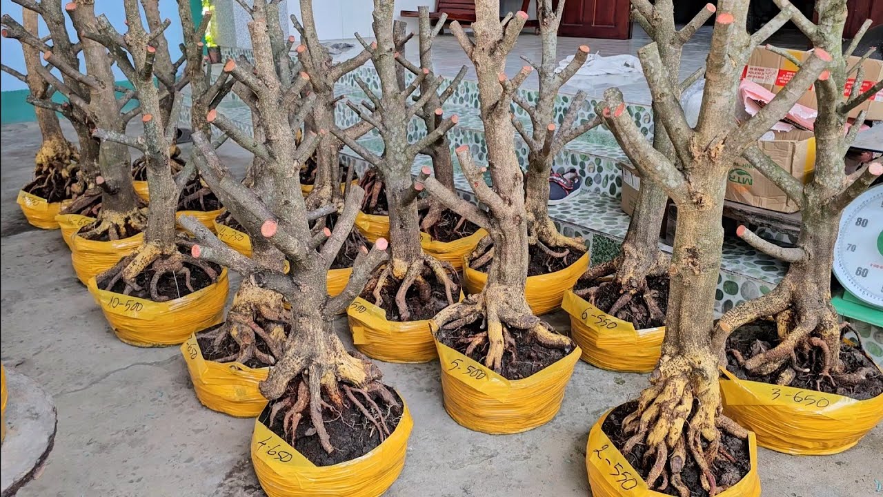 Trang 0355937917 mai giảo Thủ Đức giá rẻ 28/1 Chợ Gạo miền tây tôi yêu (#Maivàng Quêdừa)