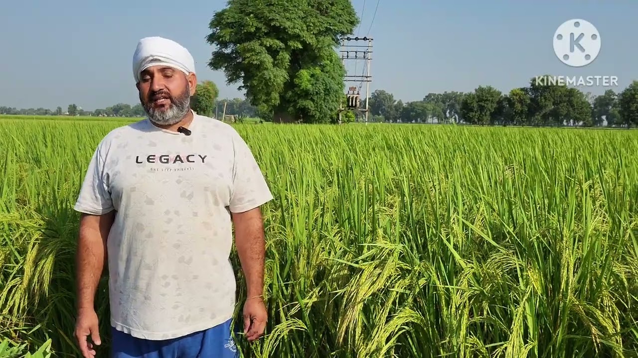 पूसा बासमती 1 का ब्रीडर बीज