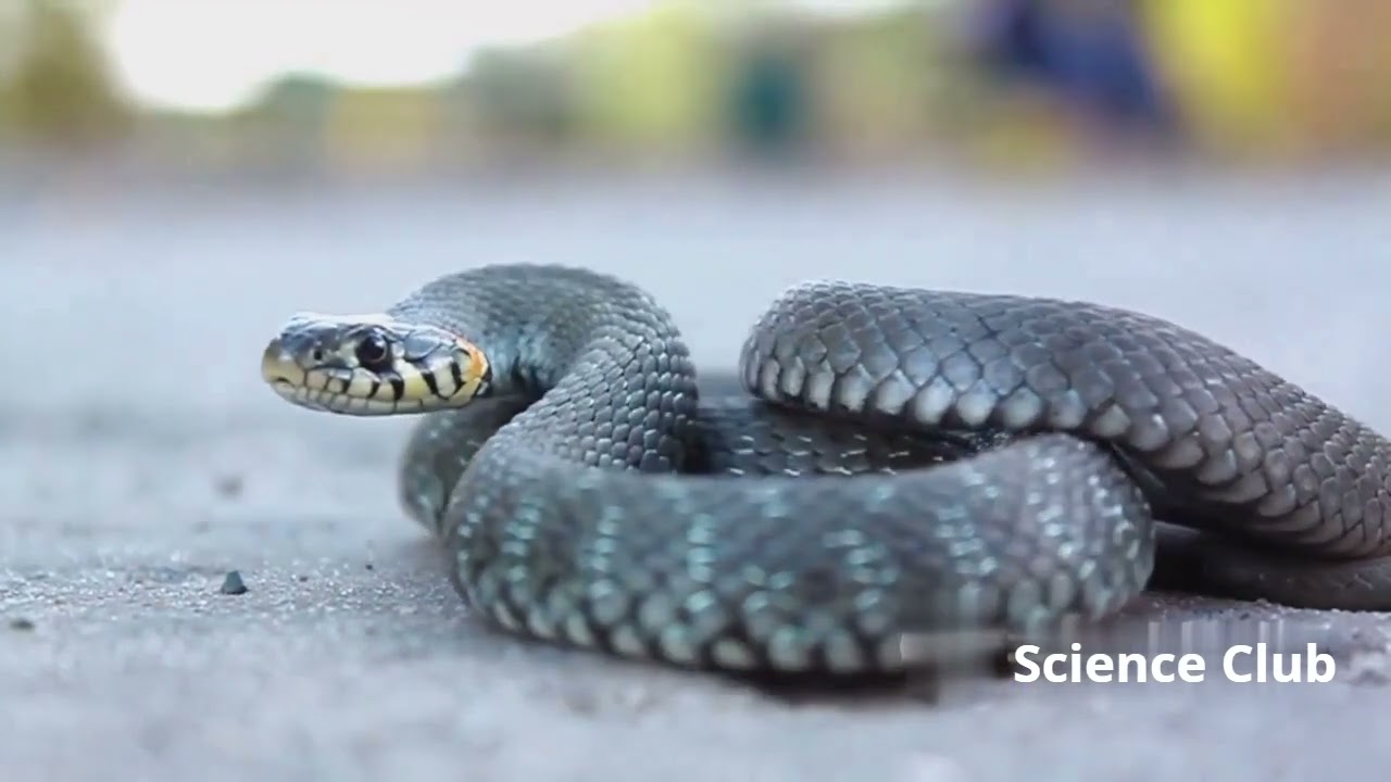 Animal Alchemy: The Fascinating World of Chemicals in Nature #chemistry #animals #chemicals