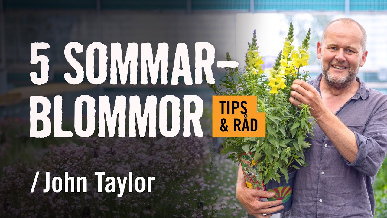 5 favorit-sommarblommor /John Taylor | Tips & r&aring;d [HORNBACH]
