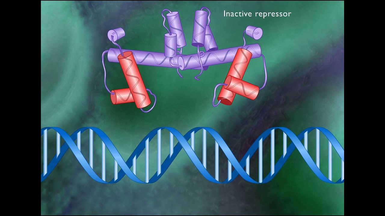 TRYPTOPHAN OPERON