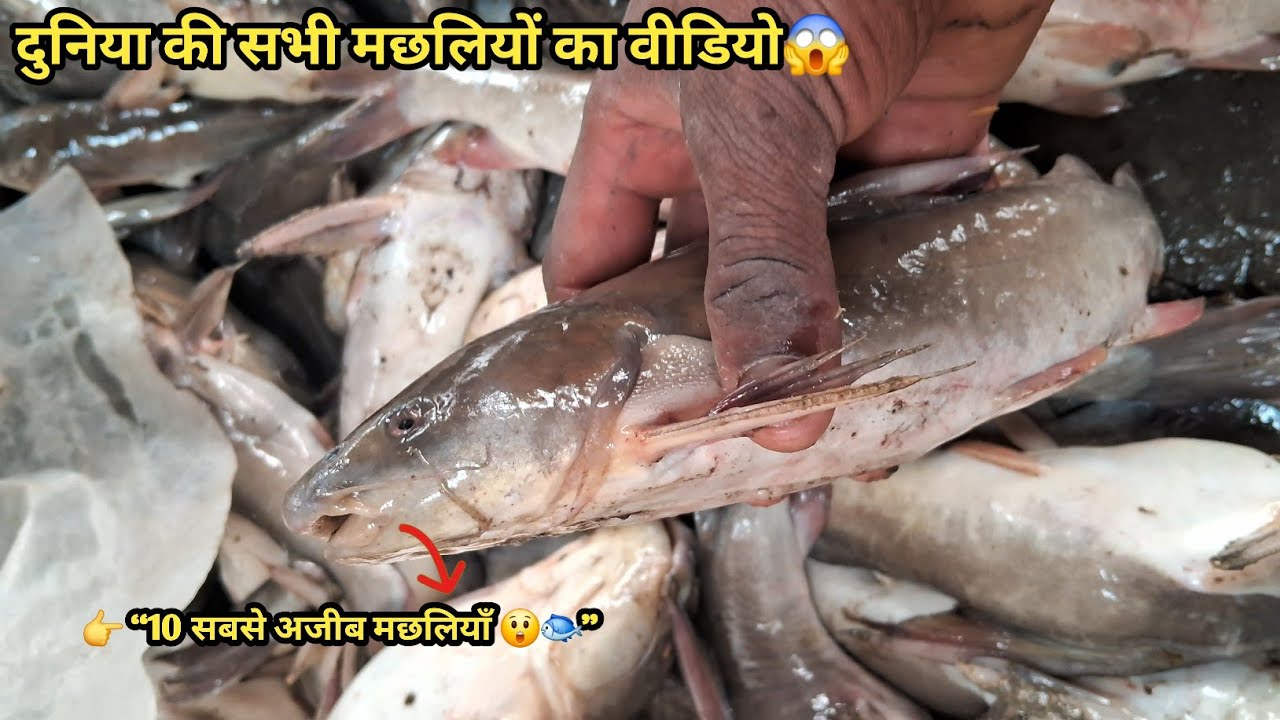 Bahut sahi sachali ka video | पानी में बड़ी मछली 😱 | machhali ka video 