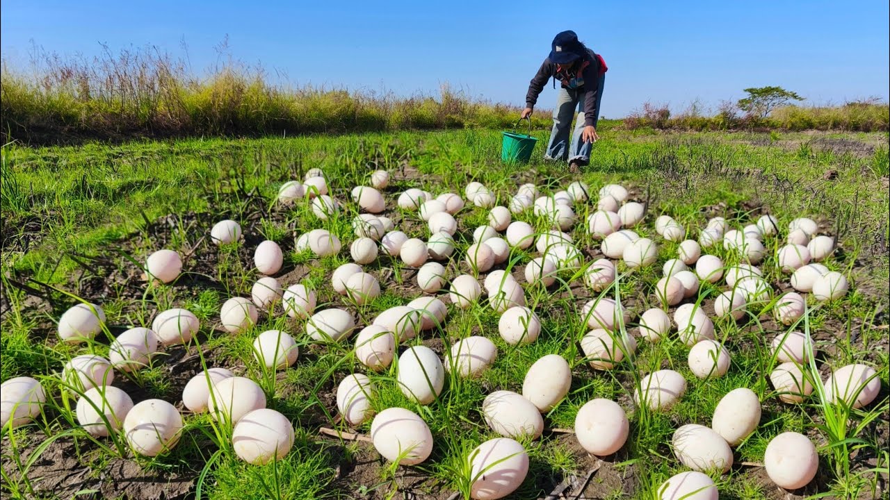 OMG! Harvest a lot of duck eggs in the rice field by hand a female farmer skill