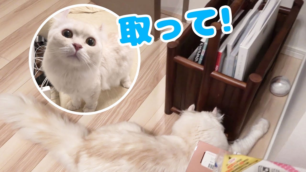 おもちゃが取れなくなったマロンが頼みに来た！