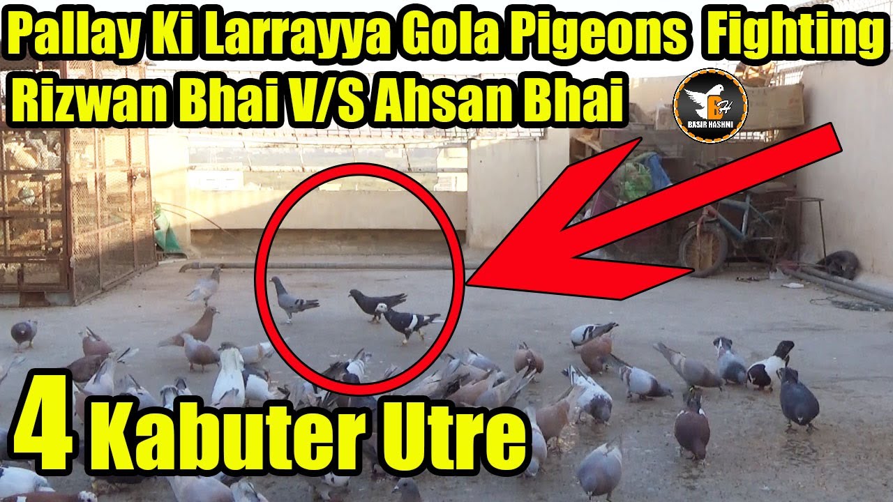 Rizwan Bhai V/S Ahsan Bhai Long Distance Pigeons Amazing Fighting | Catching Pigeon | 4 Kabuter Utre