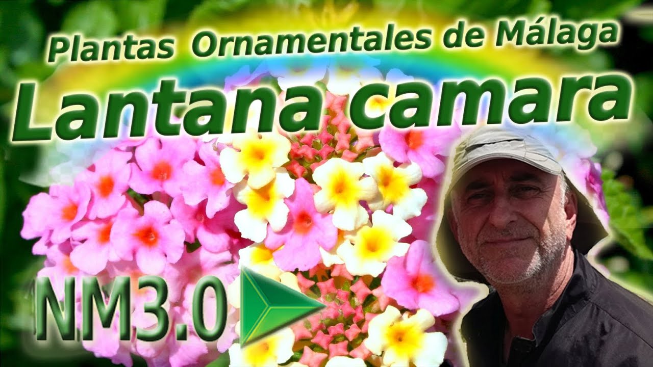 Lantana camara
